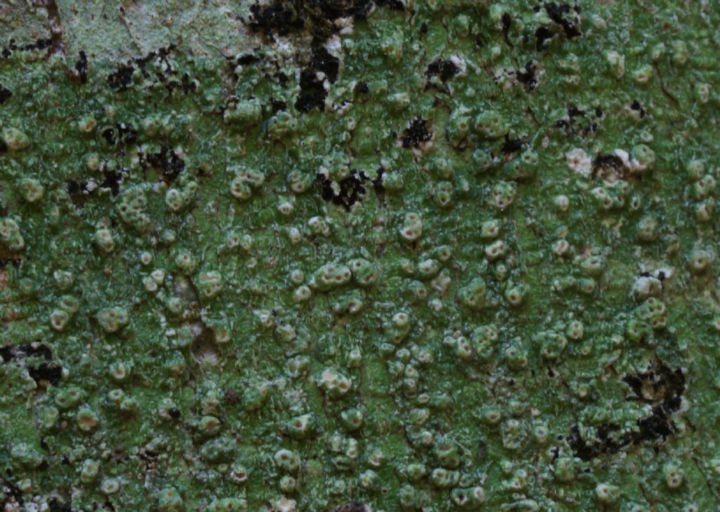 Identificazione licheni